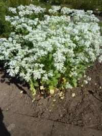 Pryšec vroubený (Euphorbia marginata)