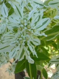 Pryšec vroubený (Euphorbia marginata)