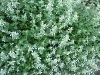 Šanta hroznovitá (Nepeta racemosa)