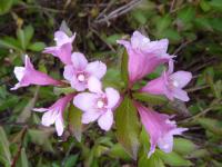 Weigelie růžová (Weigela florida)