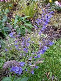 Šalvěj hajní (Salvia nemorosa subsp pseudosylvestris)