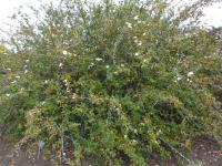 Růže hedvábitá křídlatá (Rosa sericea var pteracantha)