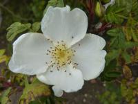 Růže hedvábitá křídlatá (Rosa sericea var pteracantha)