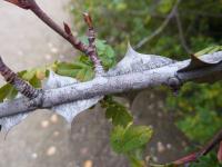 Růže hedvábitá křídlatá (Rosa sericea var pteracantha)