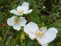 Růže hedvábitá křídlatá (Rosa sericea var pteracantha)