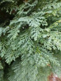 Cypřišek Lawsonův 'Fletscheri' (Chamaecyparis lawsoniana)