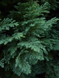 Cypřišek Lawsonův 'Fletscheri' (Chamaecyparis lawsoniana)