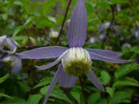 Plamének alpský (Clematis alpina)