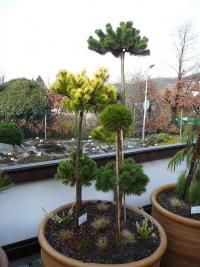 Borovice kleč (Pinus mugo)