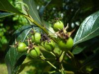 Hloh kožolistý - nezralý plod (Crataegus x lavallei)