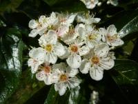 Hloh kožolistý (Crataegus x lavallei)