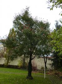 Hloh kožolistý (Crataegus x lavallei)