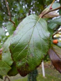 Hloh kožolistý (Crataegus x lavallei)