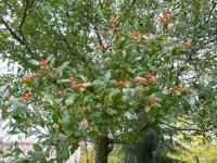 Hloh kožolistý (Crataegus x lavallei)