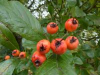 Hloh kožolistý - zralý plod (Crataegus x lavallei)