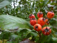 Hloh kožolistý - zralý plod (Crataegus x lavallei)