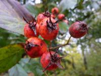 Hloh kožolistý - zralý plod (Crataegus x lavallei)