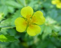 Mochna nátržník (Potentilla erecta)