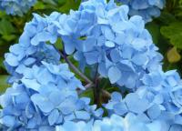 Hortenzie velkolistá