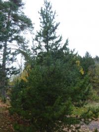 Borovice pokroucená (Pinus contorta)