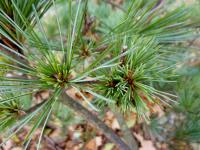 Borovice vejmutovka 'Macopin' (Pinus strobus)