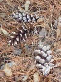 Borovice vejmutovka 'Contorta' (Pinus strobus)