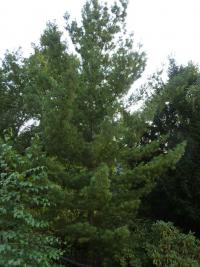 Borovice vejmutovka 'Contorta' (Pinus strobus)