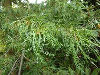 Borovice vejmutovka 'Contorta' (Pinus strobus)