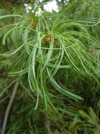 Borovice vejmutovka 'Contorta' (Pinus strobus)