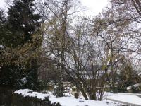 Líska obecná - v lednu