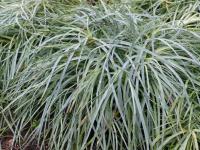 Karafiát zahradní 'Floristan White' - přezimující rostlina (Dianthus caryophyllus)