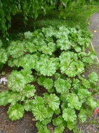 Darmera štítnatá (Darmera peltata)
