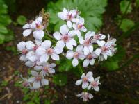 Darmera štítnatá (Darmera peltata)