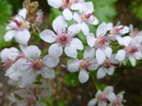 Darmera štítnatá (Darmera peltata)