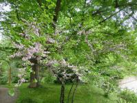 Zmarlika Jidášova (Cercis siliquastrum)