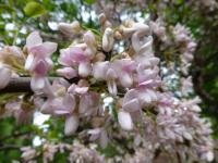 Zmarlika Jidášova (Cercis siliquastrum)