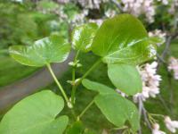 Zmarlika Jidášova -list (Cercis siliquastrum)