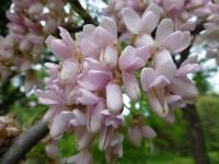 Zmarlika Jidášova (Cercis siliquastrum)