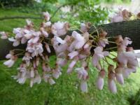 Zmarlika Jidášova (Cercis siliquastrum)