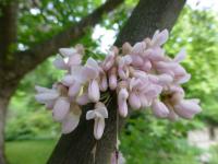 Zmarlika Jidášova (Cercis siliquastrum)