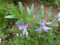 Barvínek bylinný (Vinca herbacea)