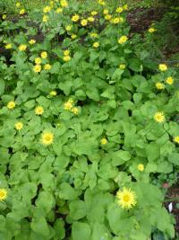 Kamzičník srdčitý (Doronicum pardalianches)