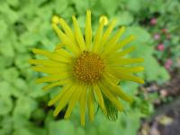 Kamzičník srdčitý (Doronicum pardalianches)