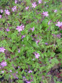 Kakost smrdutý (Geranium robertianum)