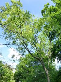 Vrba Matsudova (Salix matsudana Tortuosa)