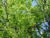 Vrba Matsudova (Salix matsudana Tortuosa)