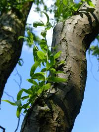 Vrba Matsudova - větévka a kmen (Salix matsudana Tortuosa)