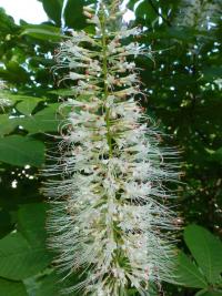 Jírovec drobnokvětý (Aesculus parviflora)