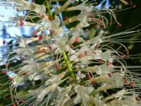 Jírovec drobnokvětý - detail květu (Aesculus parviflora)