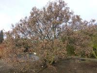 Javor ginnala - v zimě (Acer ginnala)